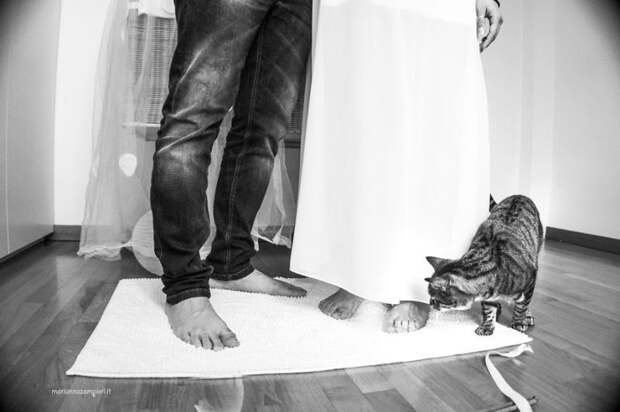 Фотограф снимает невест с их кошками и результат не может быть более очаровательным животные, кот, кошка, красота, милота, невеста, свадьба