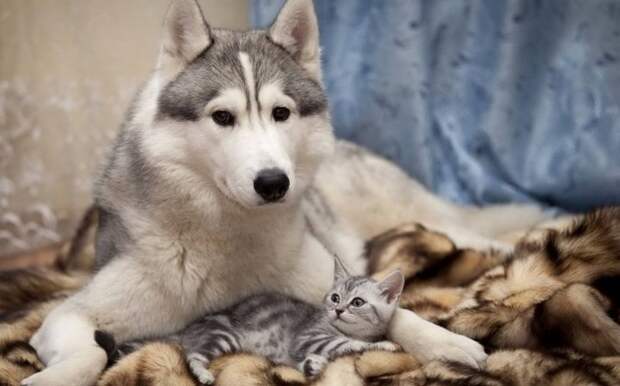 кошки и собаки