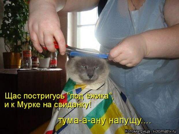 Свежая котоматрица (33 фото)