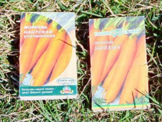 Посадка моркови под зиму посадка моркови под зиму