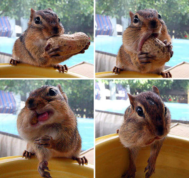 funny-animals-eating-1041__605