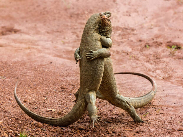 Финалисты конкурса Comedy Wildlife Photography Awards