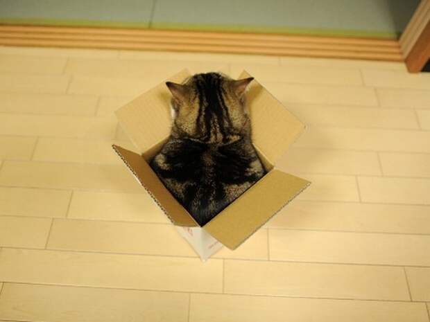 кот мару, который может поместиться в любую коробку