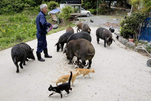 Рискуя здоровьем, японец заботится о животных