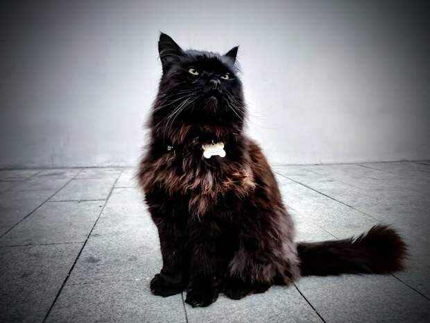Похищение кота Бегемота