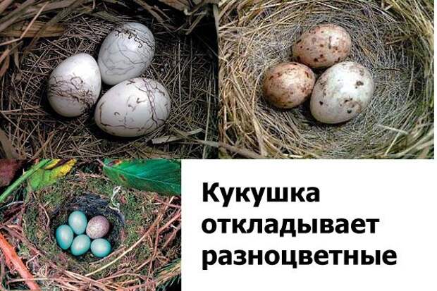 Интересные факты в картинках (47 фото)