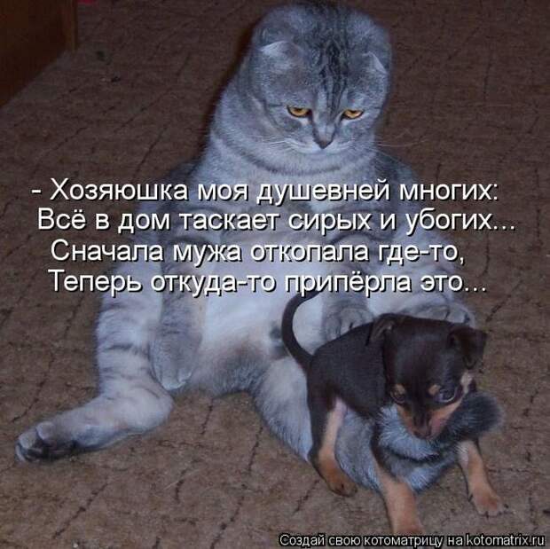 Котоматрица №33