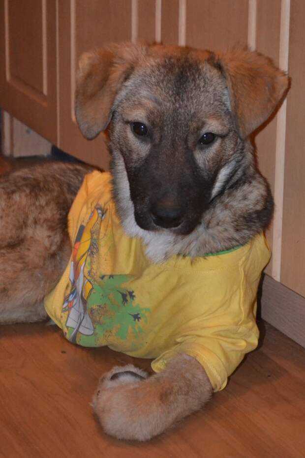 выходил щенка