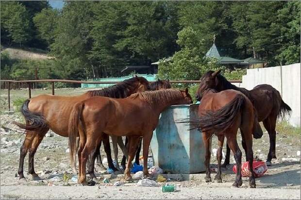 Эх, Россия (72 фото) Эх, Россия (72 фото)