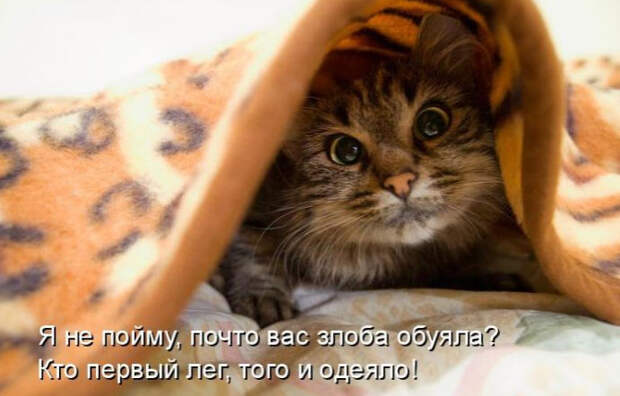 Смешные животные из КотоМатрицы (49 шт.)