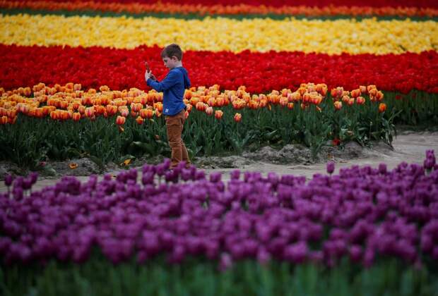 Фестиваль цветущих тюльпанов Skagit Valley Tulip Festival в Вашингтоне