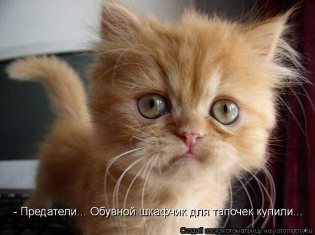 Новые крутые котоматрицы первой недели октября (50 фото) Новые крутые котоматрицы первой недели октября (50 фото)