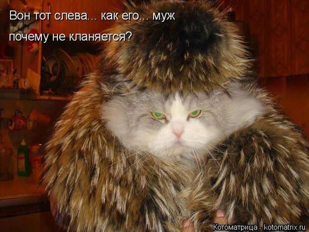 Лучшие котоматрицы недели