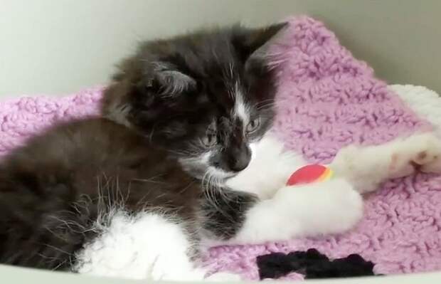 Мячик у котенка Котенок с мячиком