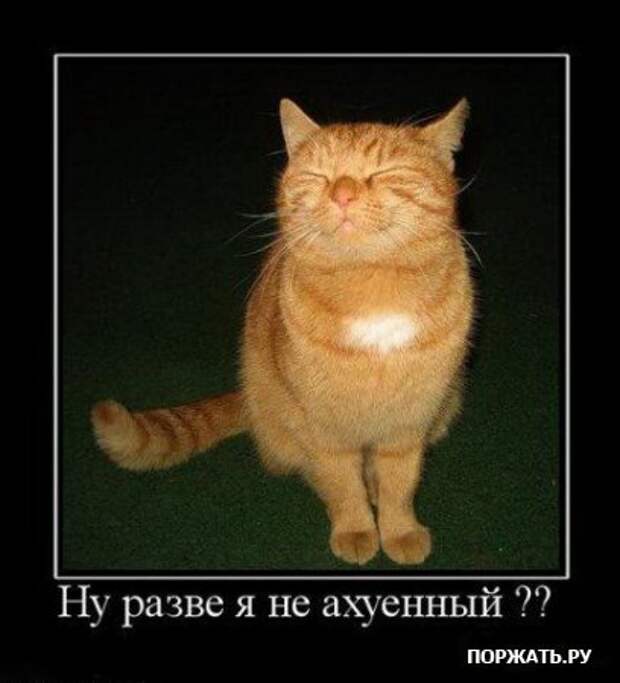 Демотиваторы про котэ (30 фотэ)