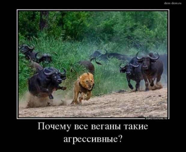 Веганство больше всего подходит для трейдинга Веганство больше всего подходит для трейдинга