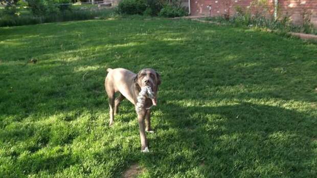 This week on Meet the Giants, we're talking about the Cane Corso! Read more for tons of fabulous breed information!
