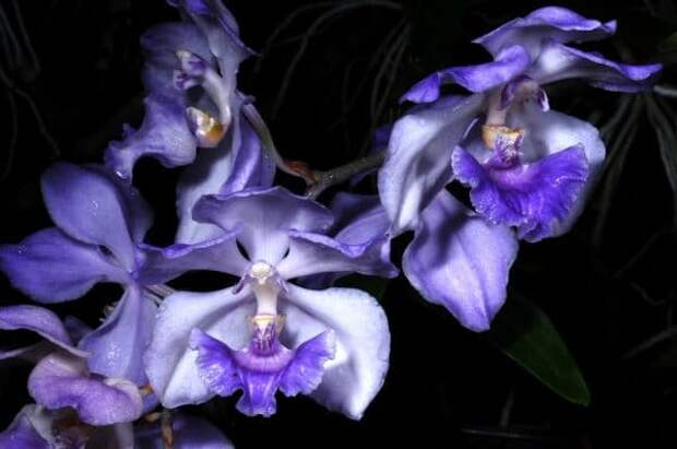 Орхидея акакаллис