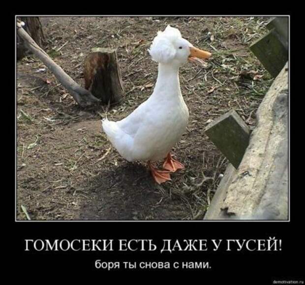 Демотиваторы с фото приколами у нас всегда смешно!