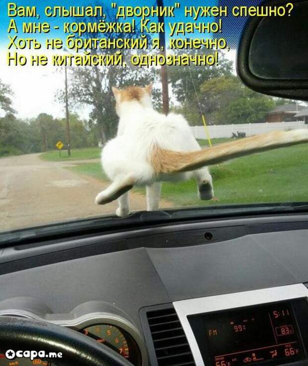 Позитивные котэ (29.05.15)