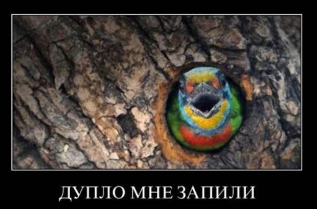 Демотиваторы, мотивирующие своими приколами и смешными подписями.