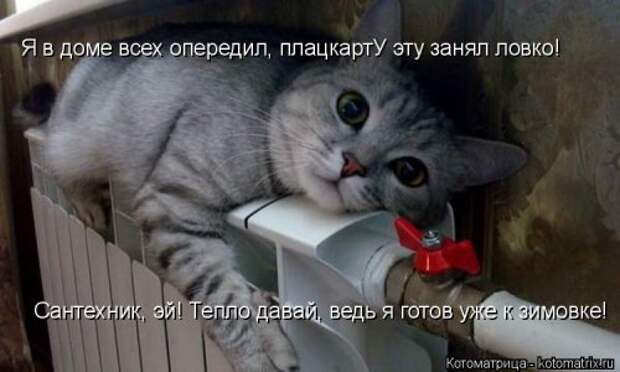 Еженедельная котоматрица (26 фото)