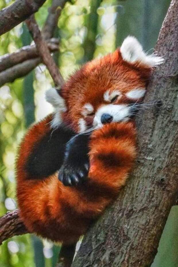 Смешные животные