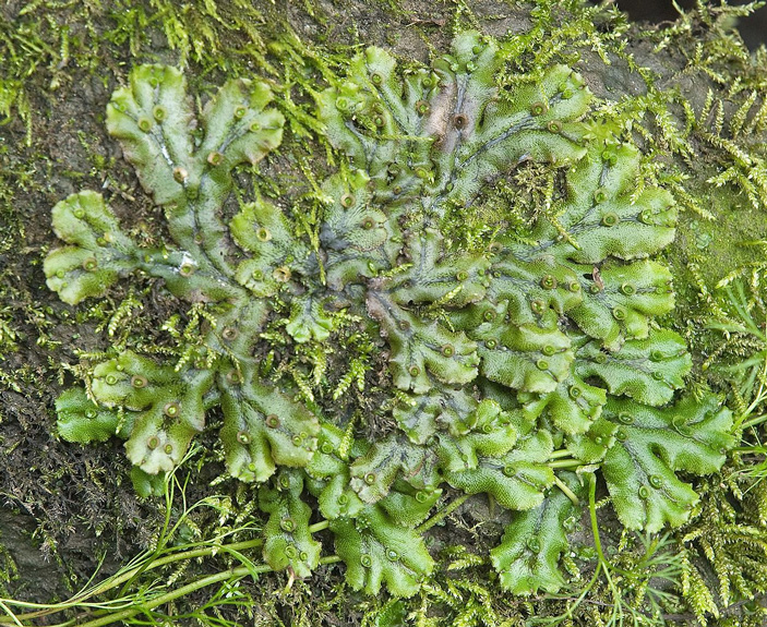 Маршанция изменчивая (Marchantia polymorpha)