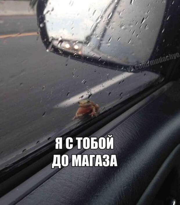 Смешные картинки с подписями катинки, прикол, юмор