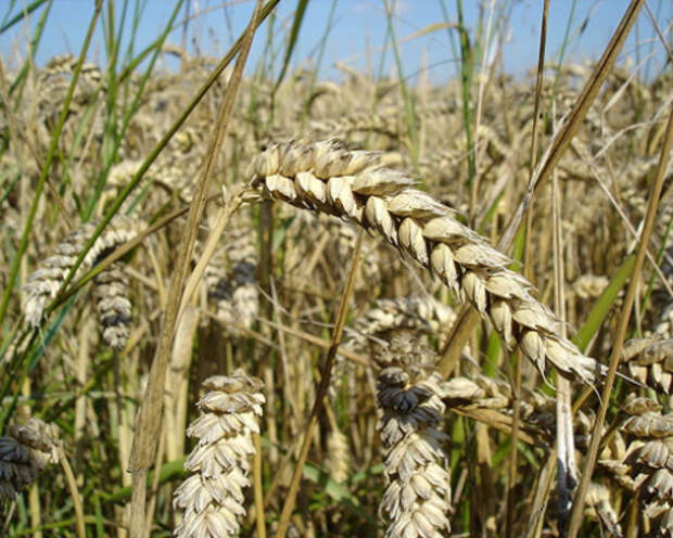 Wheat_close-up