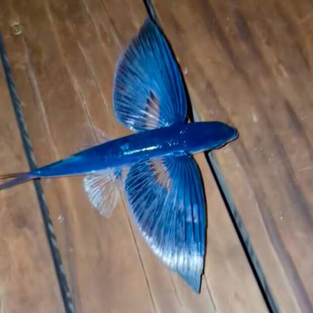 Неудачное спасение летучей рыбы известным певцом попало на видео