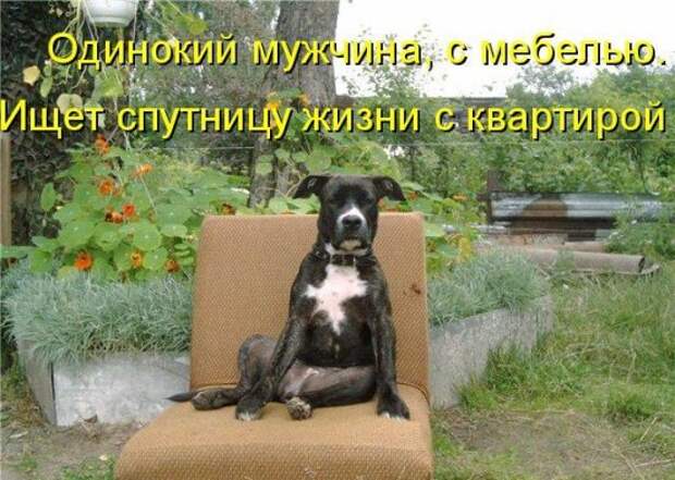 Котоматрица 12
