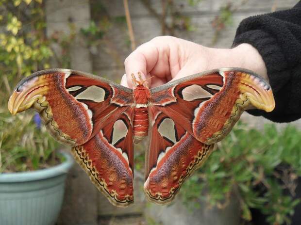 caterpillar-moth-butterfly-before-after-metamorphosis-20-2