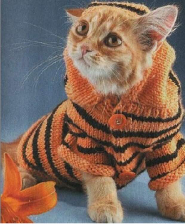 Маленький тигр Маленький тигр кардиган, кот