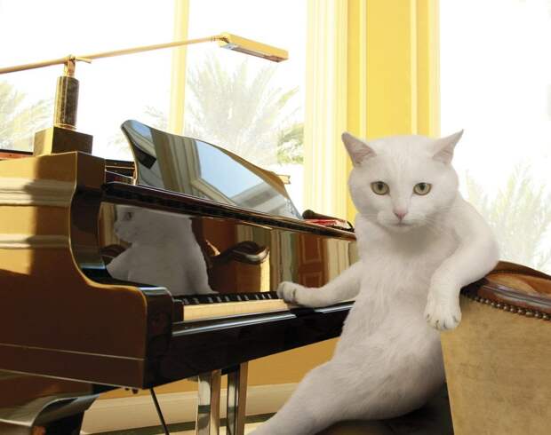 1. Пианино для кошек видео, котики