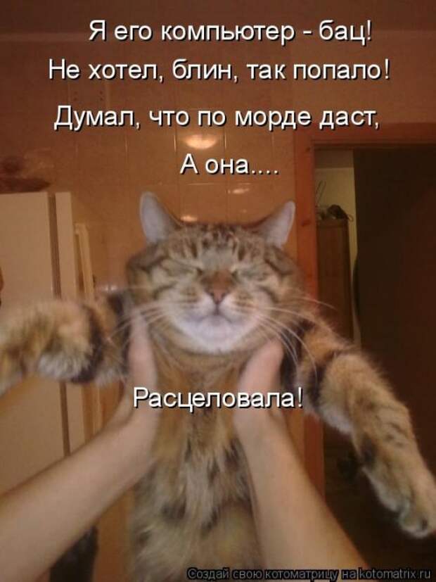 Новая котоматрица для всех (33 фото)