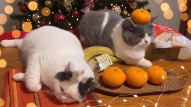 Самые смешные коты — январь 2026 года