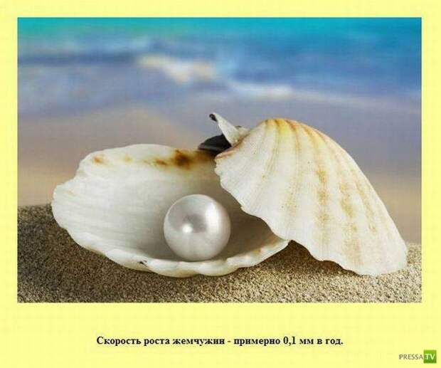 Прикольные факты о которых вы не знали