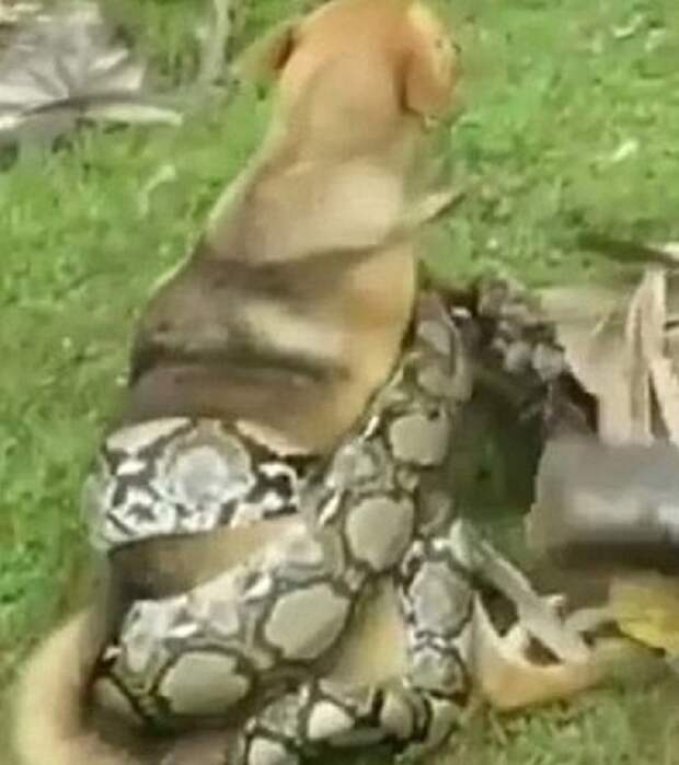 Змея обмотала собаку