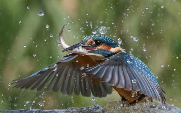 Победители конкурса фотографий дикой природы Nature Photography Awards