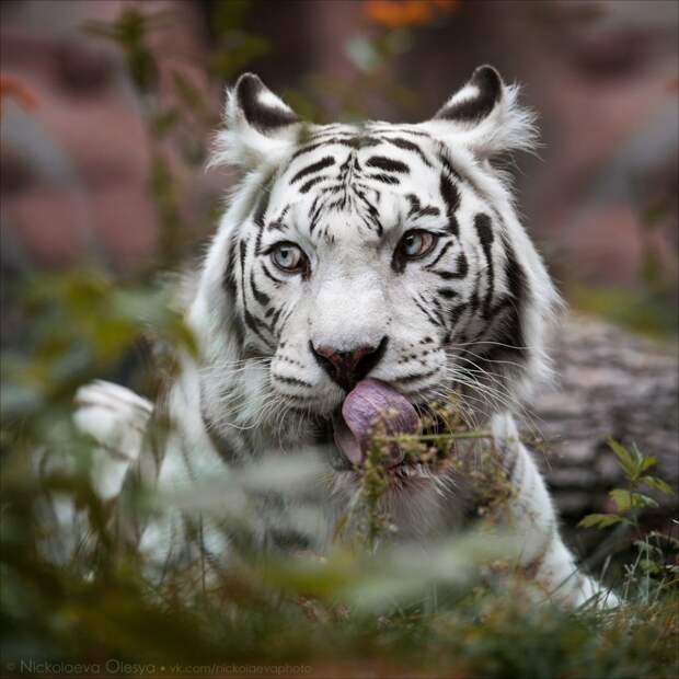 20 лучших кадров октября от National Geographic