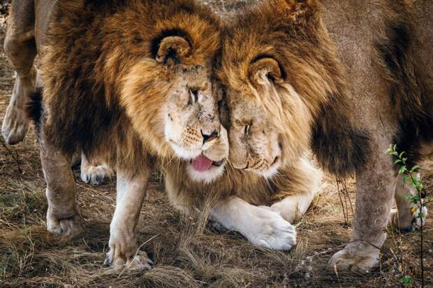 Лучшие фотографии от National Geographic октябре 2015