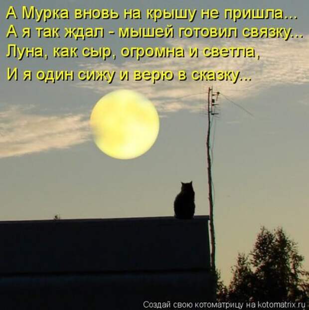 Котоматрица на Бугаге (28 фото)