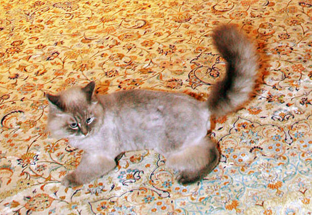 1. Кот Дорофей влиятельные, живут, коты