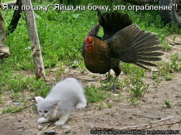 Прикольные коты в котоматрицах.