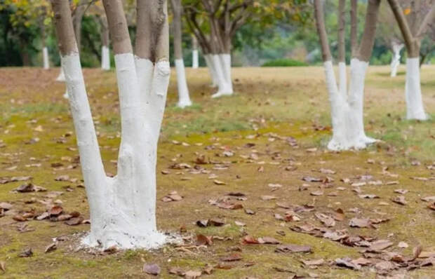 Белые бордюры и белые деревья: почему в СССР так любили все белить