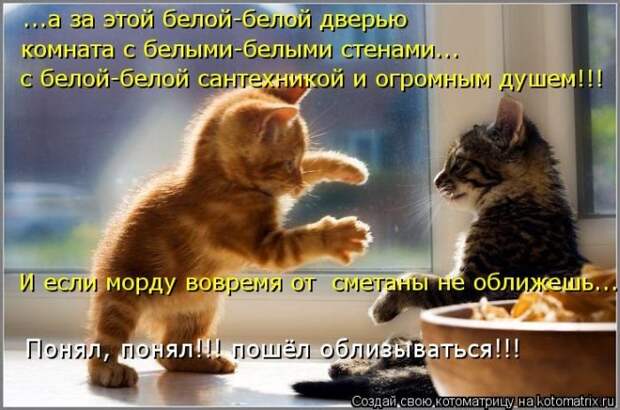 Новые котоматрицы за неделю