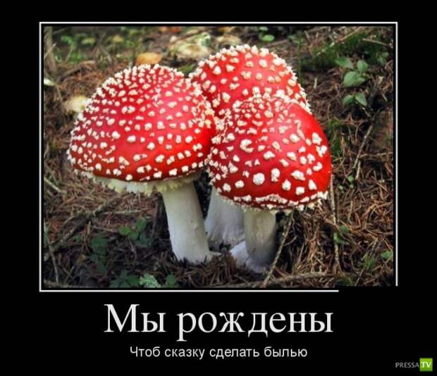 Демотиваторы на август, часть 20 (30 фото) Демотиваторы на август, часть 20 (30 фото)