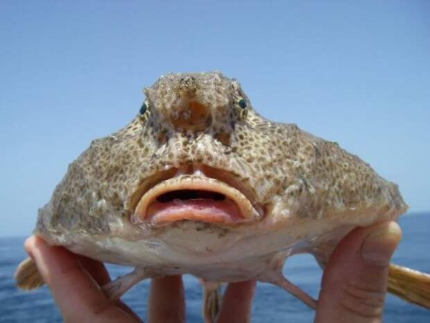 Морской нетопырь (лат. Ogcocephalidae) (англ. Batfish)