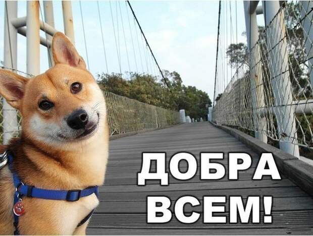 22 невероятных факта о собаках  факты, собака